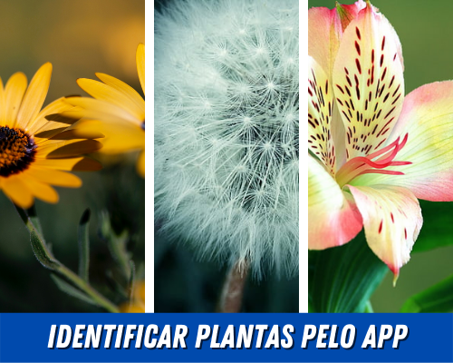 Esse é mais melhores aplicativos para identificar plantas por foto