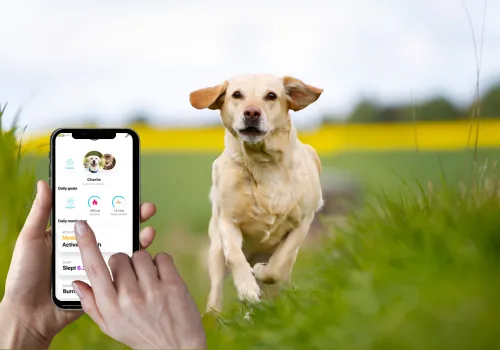 Descubra o Peso do Seu Pet com Facilidade Através de um App