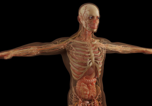 Aplicativo para aprender anatomia humana